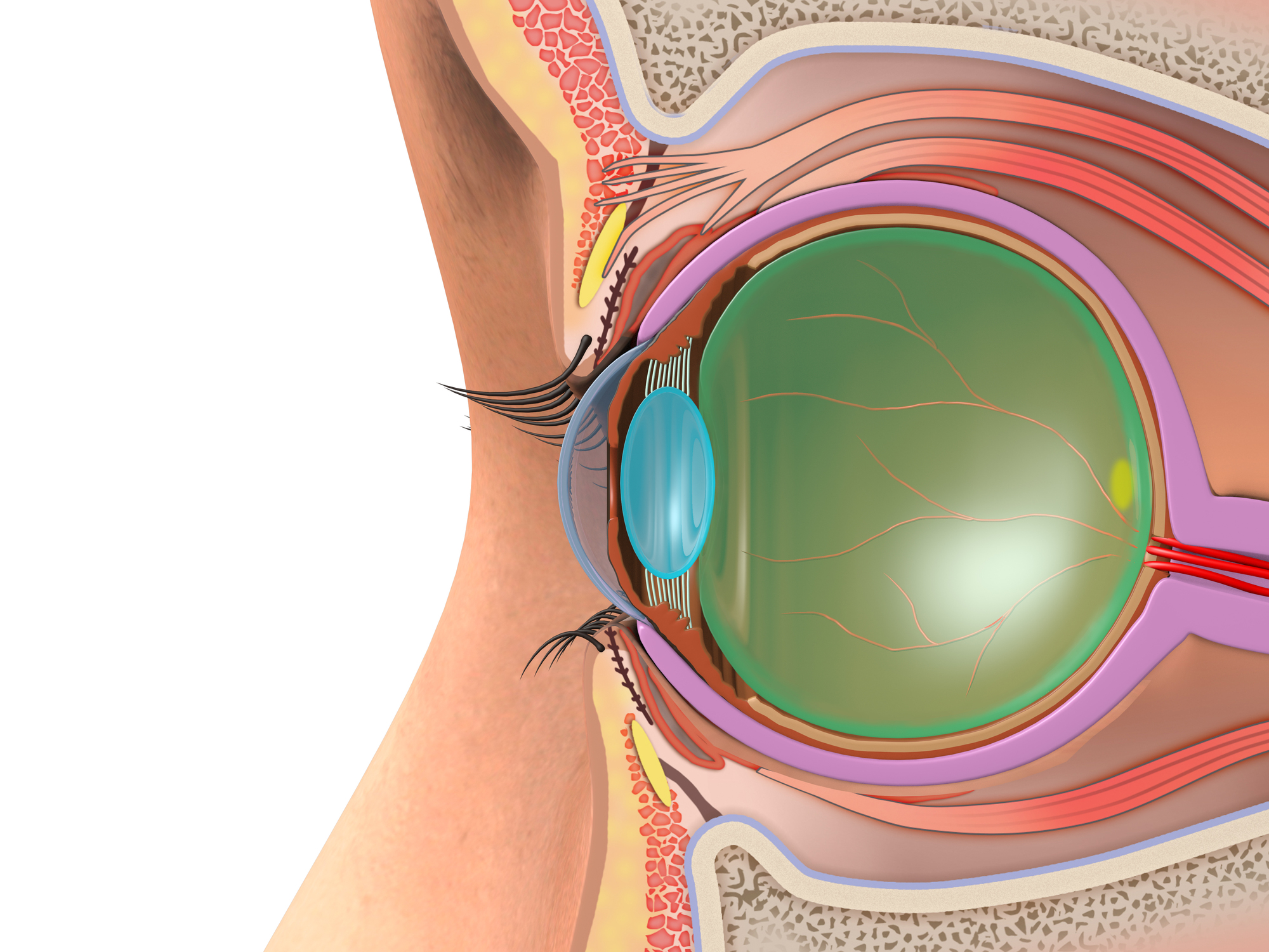 顔つきに特徴的な症状が現れるバセドウ病